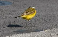Du « volume AVIA » à Pâques, il n’y a qu’un oiseau…
