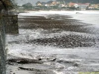 Des posidonies mortes envahissent la Seyne-sur-Mer
