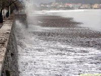Des posidonies mortes envahissent la Seyne-sur-Mer