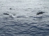 Rencontres en haute mer