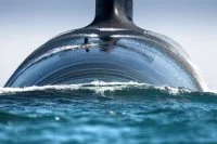 Moby sub