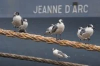 La Jeanne d'Arc à Callao