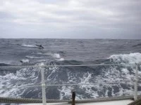 Compagnons de voyage