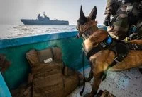 Jirone, un berger malinois de 8 ans