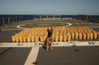 Lompré, malinois embarqué à bord de la frégate Courbet
