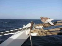 Les goélettes sur la route de Puerto Rico