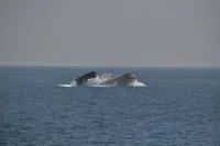 Le sous-marin fait surface